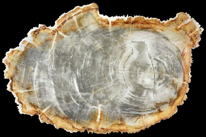 Tropical Hardwood Petrified Wood Dish - Indonesia #131458